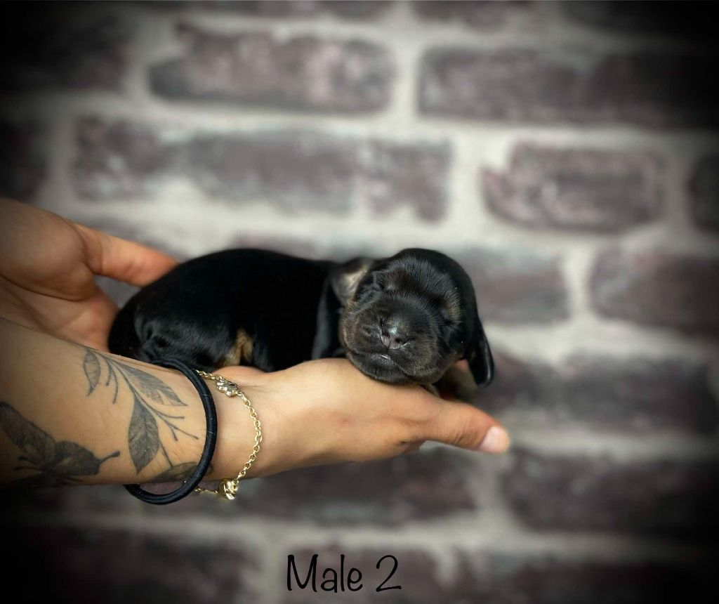 De La Rose Anglaise - Chiot disponible  - Cocker Spaniel Anglais