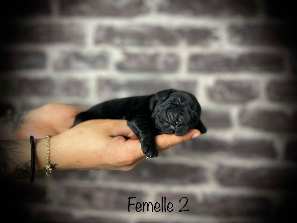 De La Rose Anglaise - Chiot disponible  - Cocker Spaniel Anglais