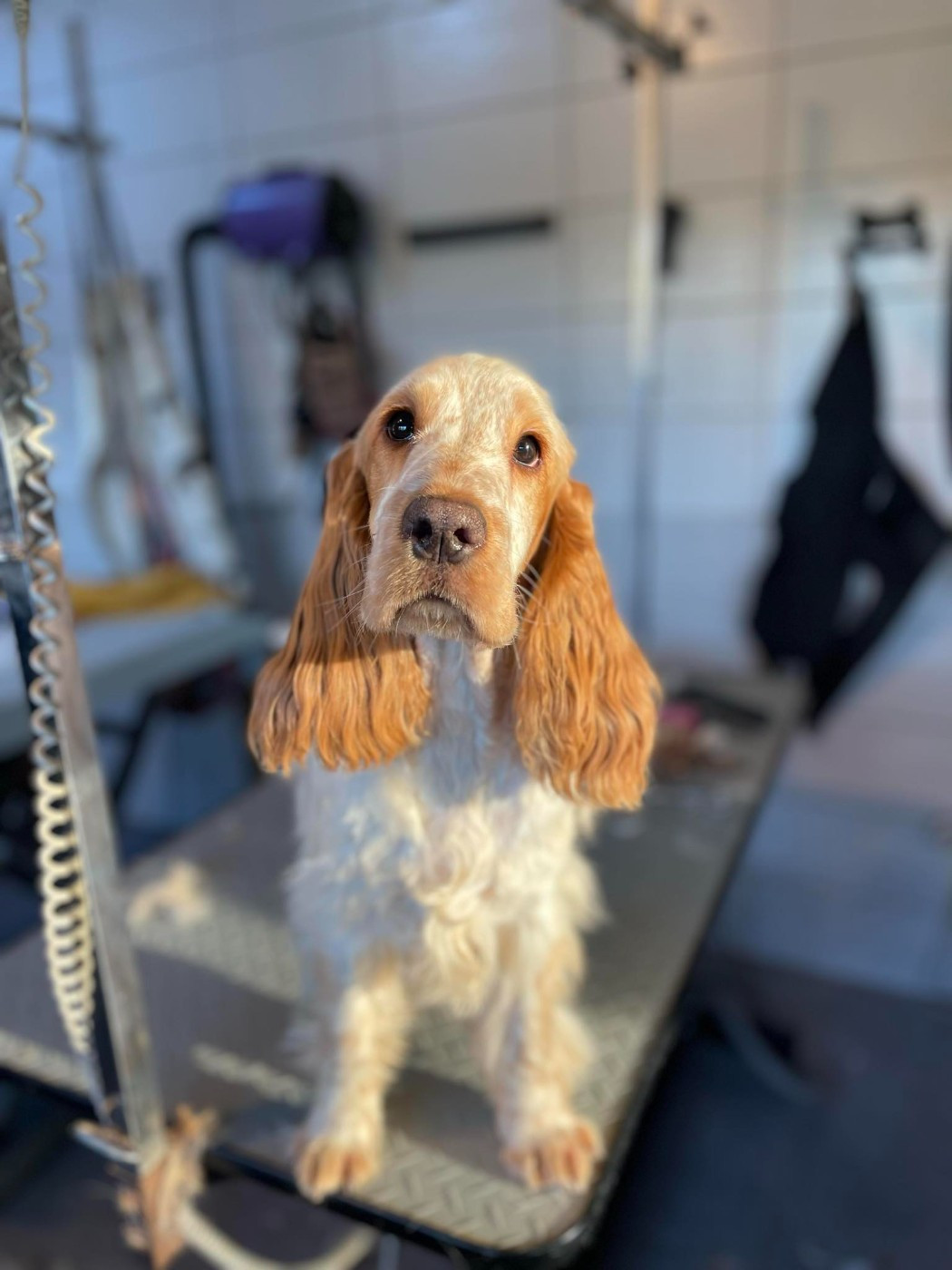 Audace De La Rose Anglaise