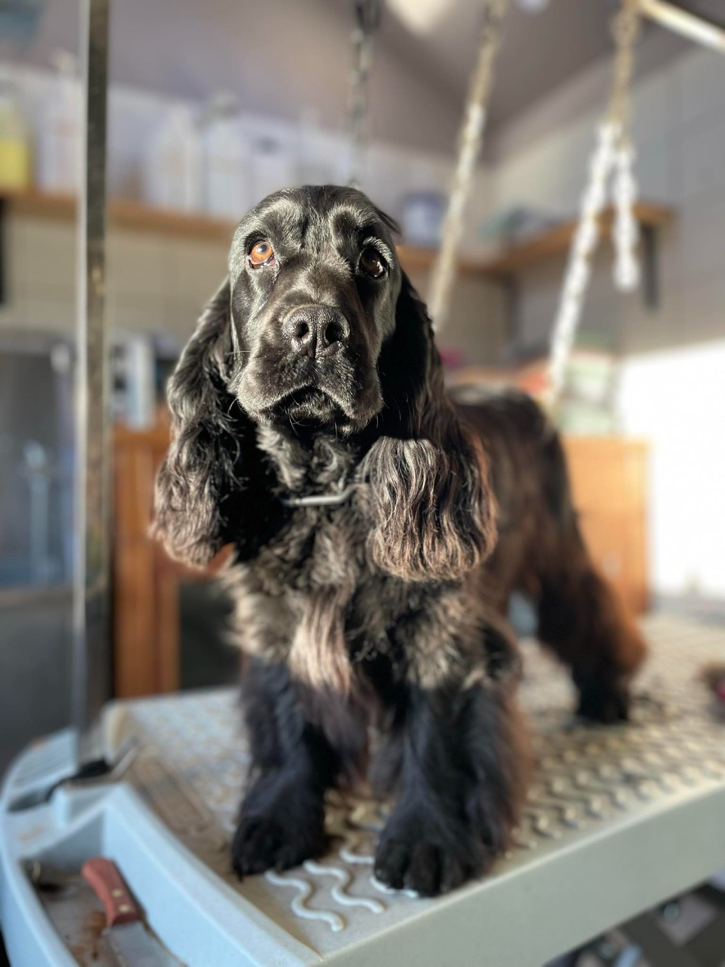 Agate De La Rose Anglaise