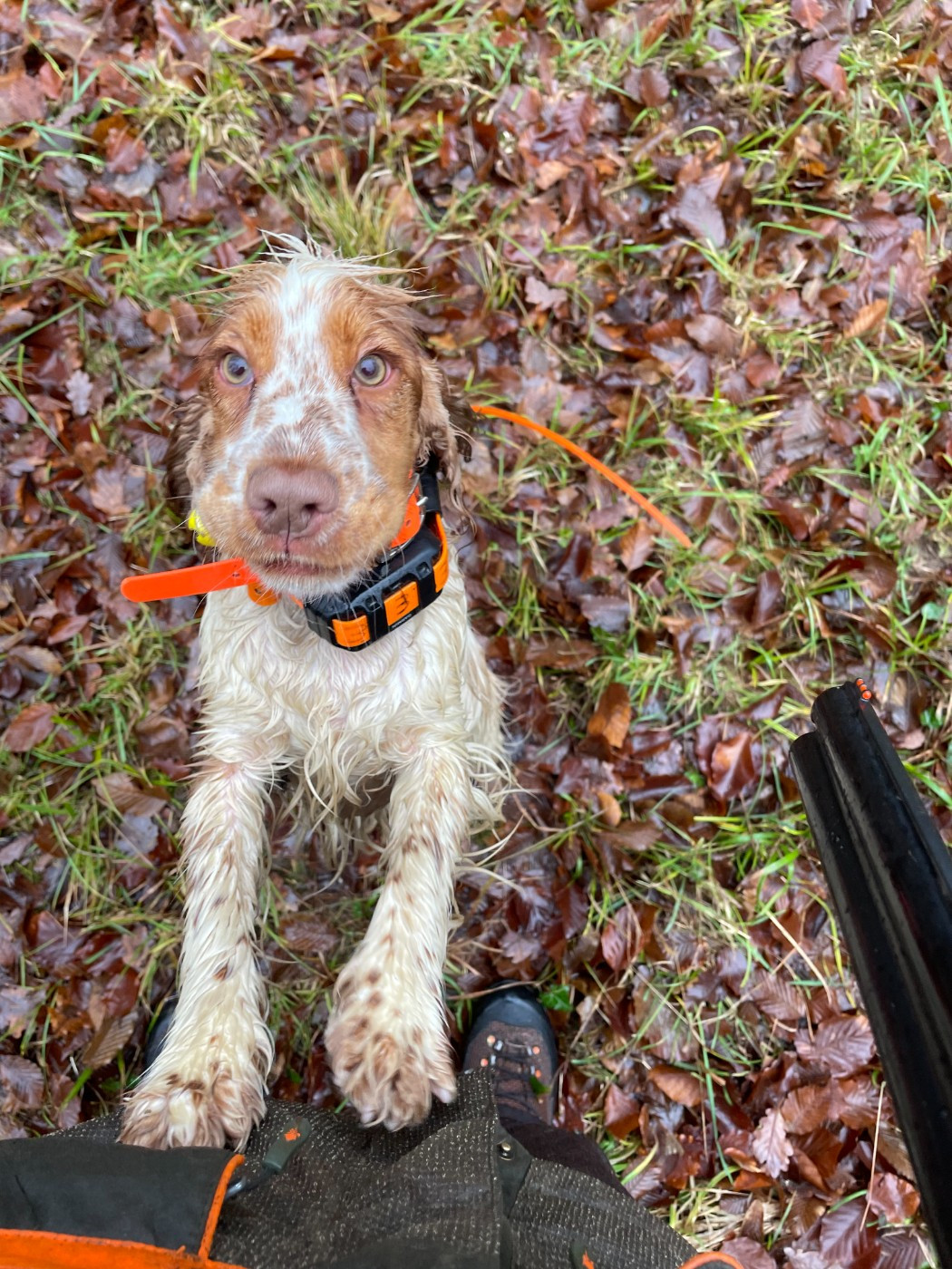 Ambre De La Rose Anglaise