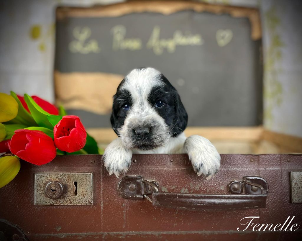 De La Rose Anglaise - Chiots disponibles - Cocker Spaniel Anglais