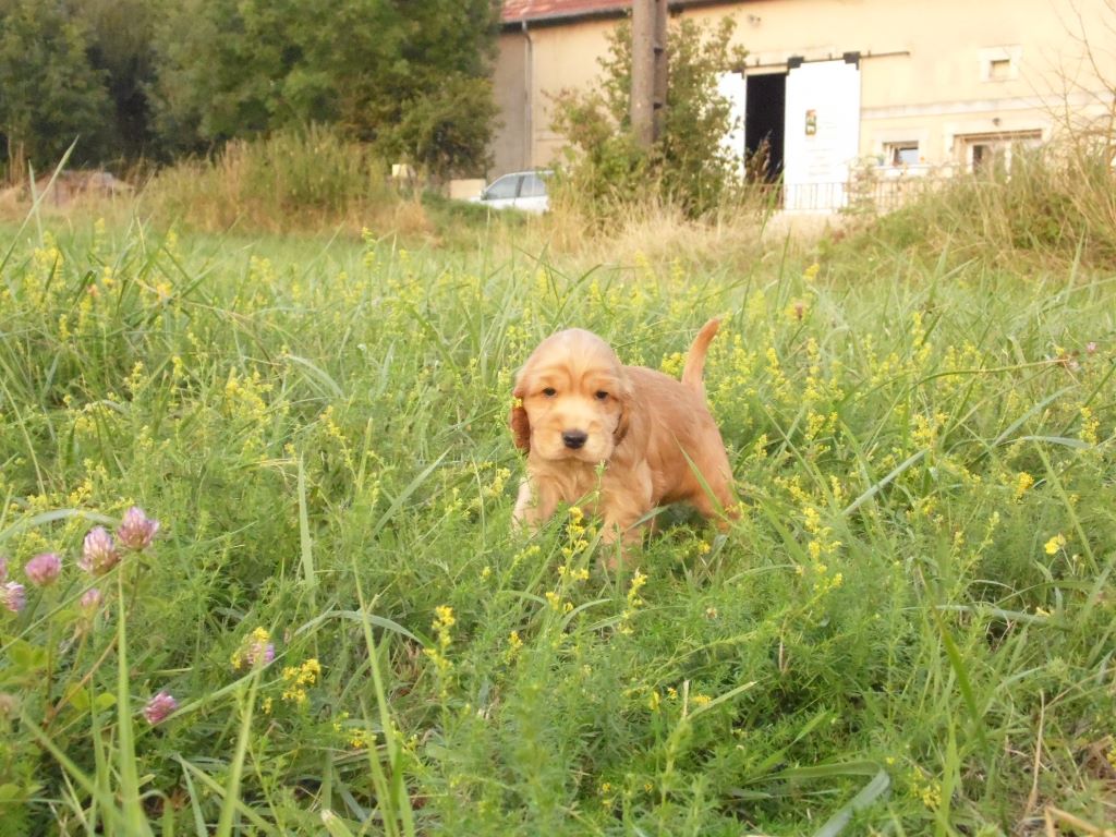 CHIOT