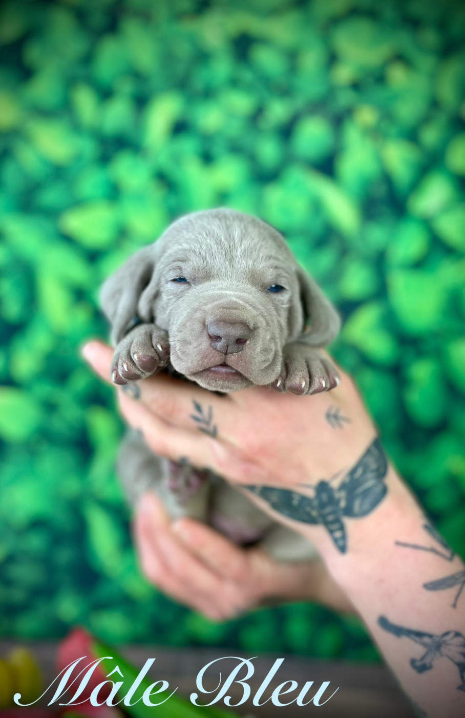 De La Rose Anglaise - Chiots disponibles - Braque de Weimar