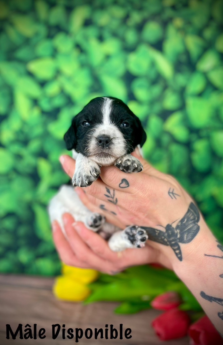 De La Rose Anglaise - Chiots disponibles - Epagneul Breton