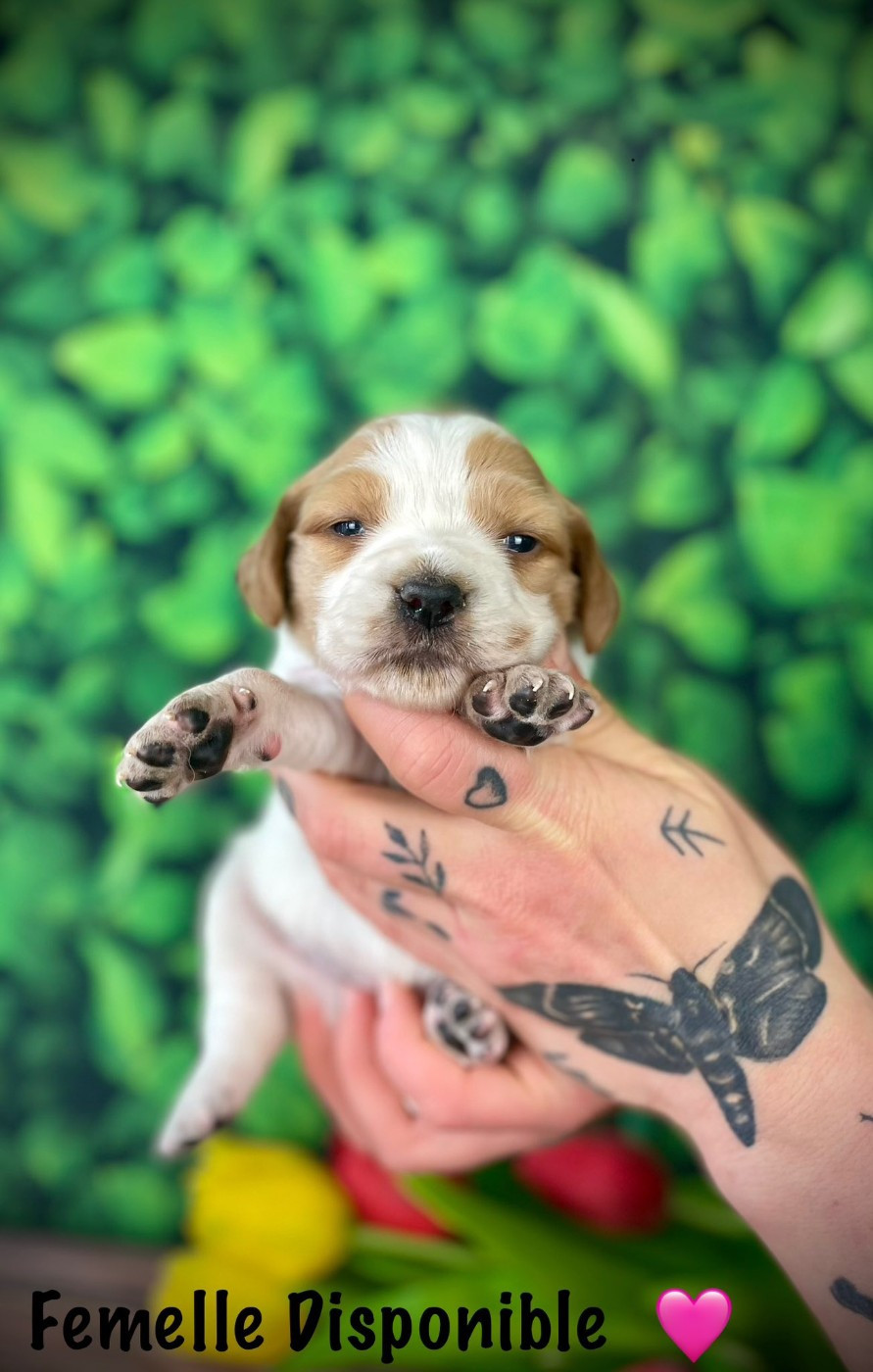 De La Rose Anglaise - Chiots disponibles - Epagneul Breton