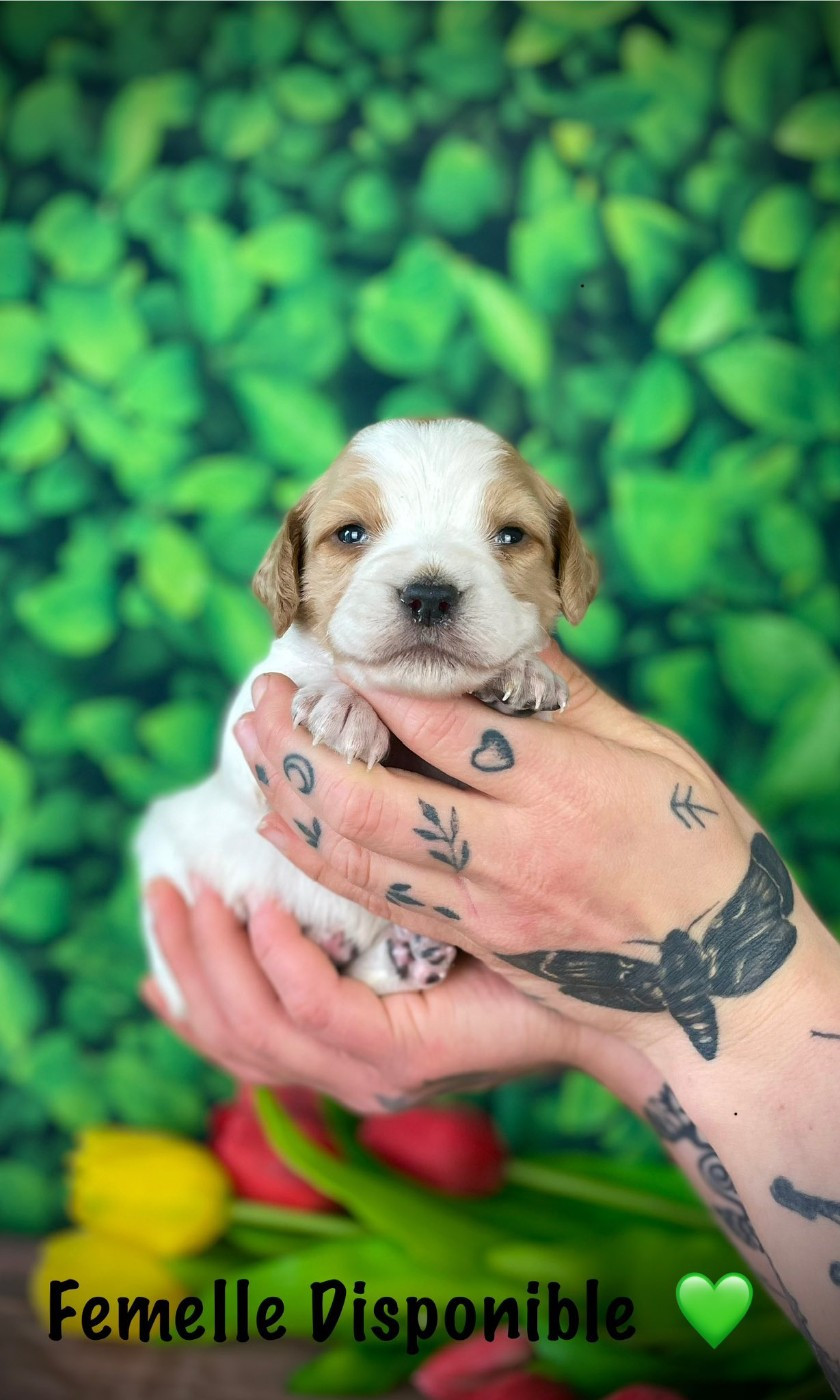 De La Rose Anglaise - Chiots disponibles - Epagneul Breton