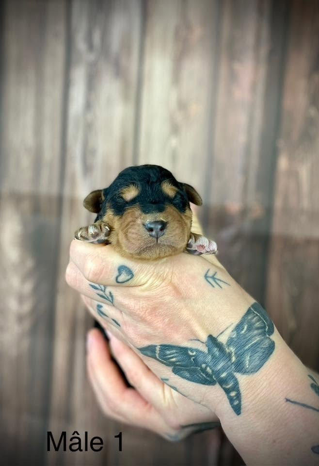 De La Rose Anglaise - Chiots disponibles - Airedale Terrier