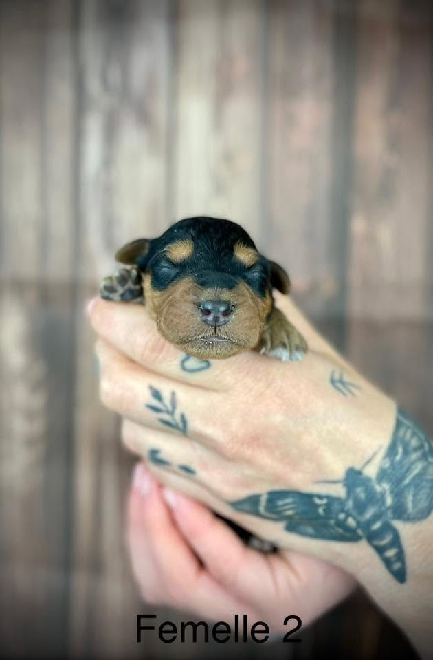 De La Rose Anglaise - Chiots disponibles - Airedale Terrier