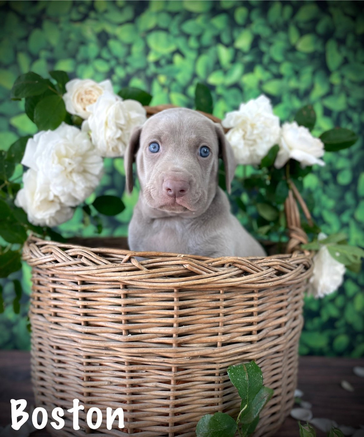 De La Rose Anglaise - Chiots disponibles - Braque de Weimar