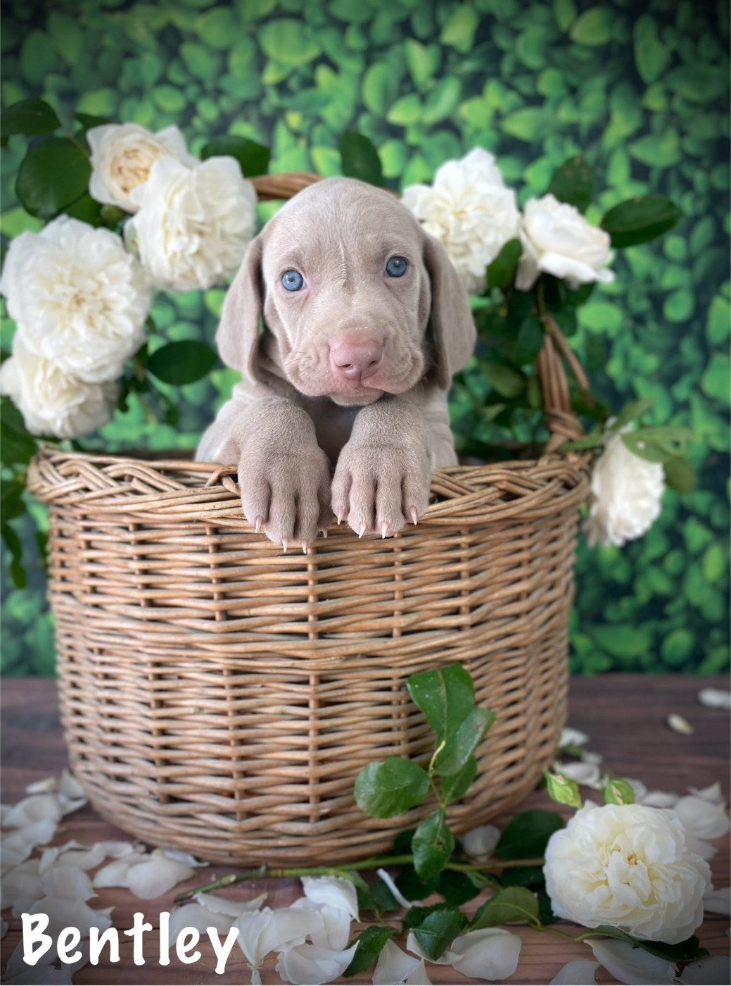 De La Rose Anglaise - Chiots disponibles - Braque de Weimar