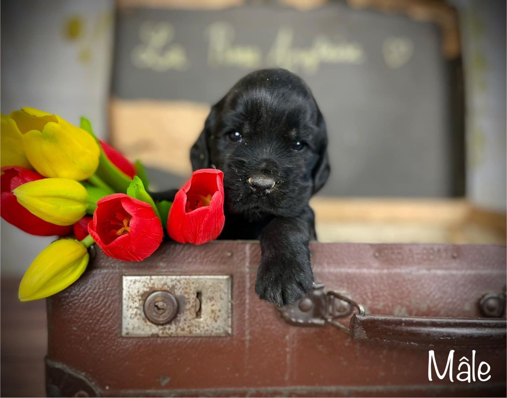 De La Rose Anglaise - Chiots disponibles - Cocker Spaniel Anglais