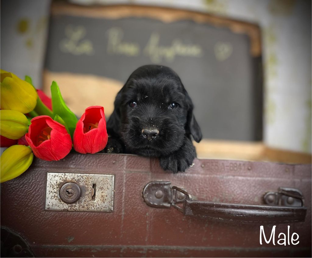 De La Rose Anglaise - Chiots disponibles - Cocker Spaniel Anglais