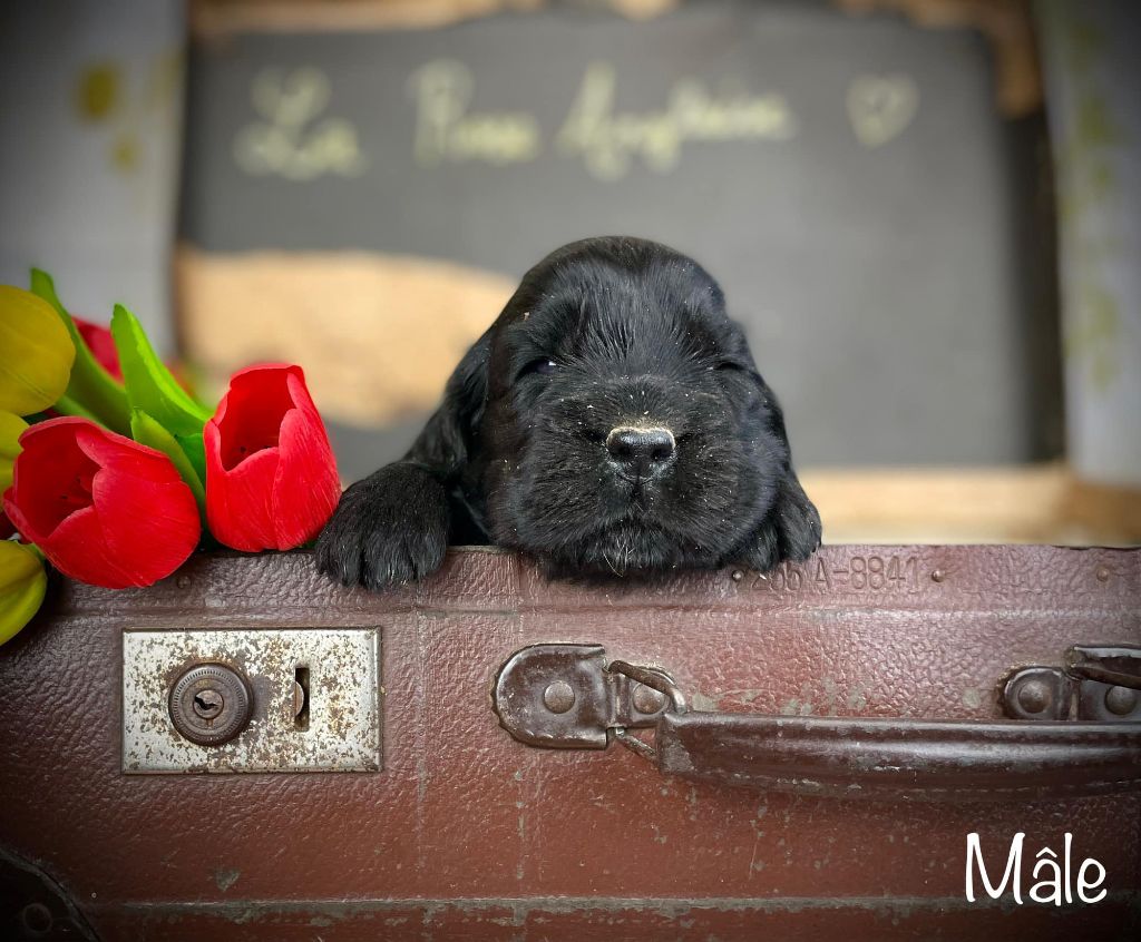 De La Rose Anglaise - Chiots disponibles - Cocker Spaniel Anglais