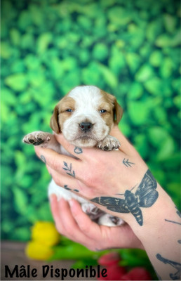 Chiot N°1