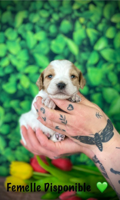 Chiot N°6