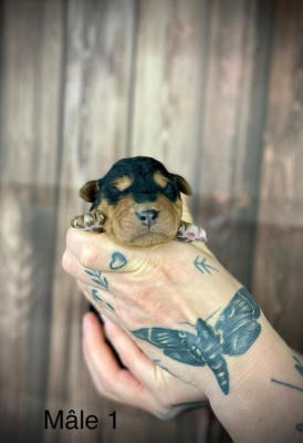 CHIOT 1