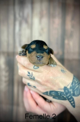 CHIOT 2